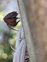 Poltys illepidus