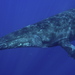 Humpback Whale - Photo (c) Sylke Rohrlach, some rights reserved (CC BY-SA)