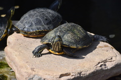 Deirochelyinae
