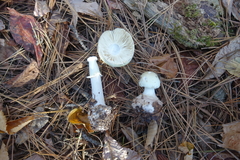 Amanita lavendula