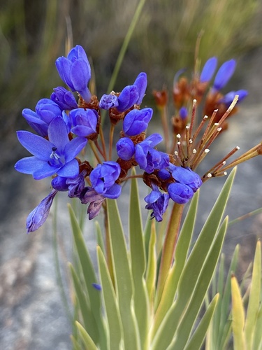 Nivenia binata