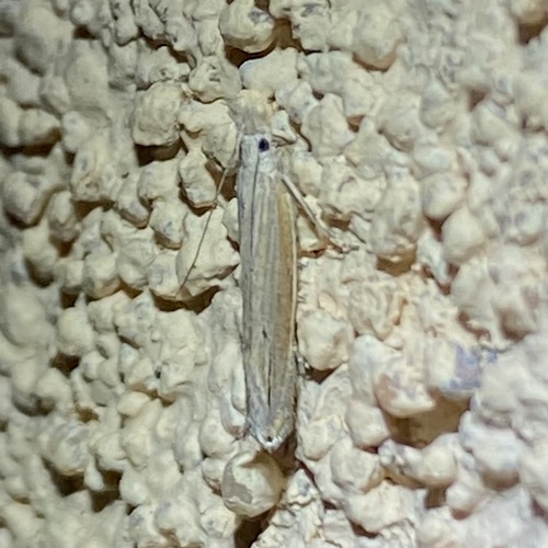 Sophronia primella photo 3