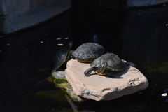 Deirochelyinae