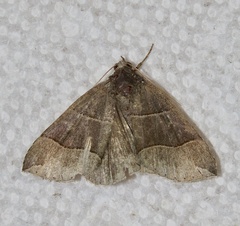 Parallelia bistriaris
