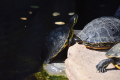 Deirochelyinae