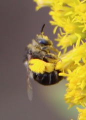 Melissodes druriellus