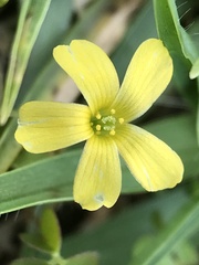 Oxalis perennans