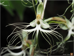 Habenaria polytricha
