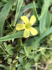 Oxalis perennans