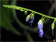 Rhynchoglossum obliquum