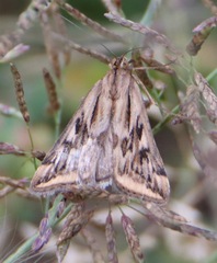 Loxostege cereralis