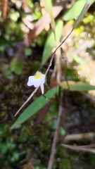 Utricularia striatula