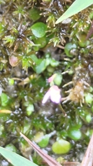 Utricularia striatula