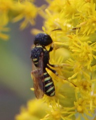 Ectemnius