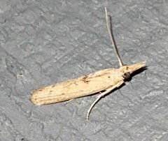 Macrorrhinia endonephele