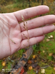 Festuca rubra