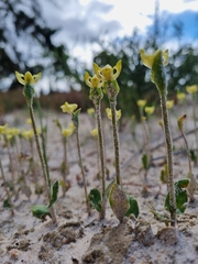 Disperis villosa