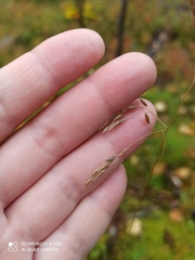 Festuca rubra
