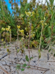 Disperis villosa