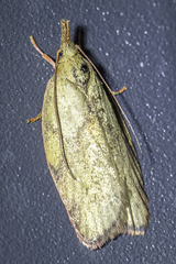 Euchaetis inceptella