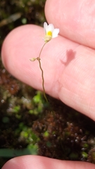Utricularia striatula