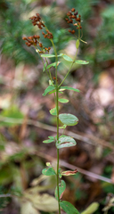 Hypericum hirsutum