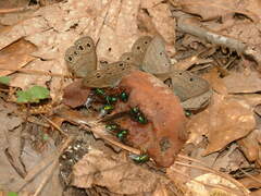 Hermeuptychia sosybius