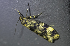 Barea eucapnodes