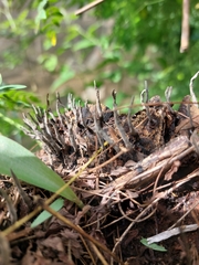 Xylaria hypoxylon