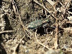 Cicindela oregona
