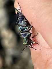 Cicindela oregona