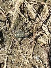 Cicindela oregona