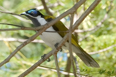 Entomyzon cyanotis