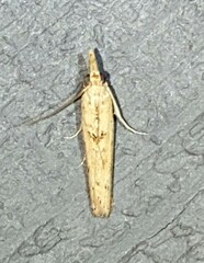 Macrorrhinia endonephele