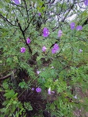 Ipomoea ternifolia leptotoma