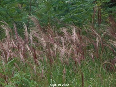 Miscanthus
