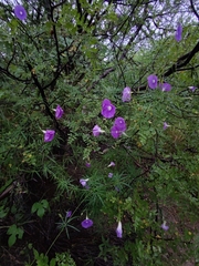 Ipomoea ternifolia leptotoma