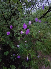 Ipomoea ternifolia leptotoma