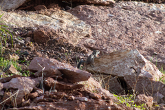 Ammospermophilus leucurus