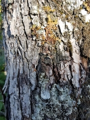 Fuscopannaria leucosticta