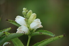 Chelone glabra