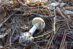 Amanita lavendula