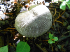 Pluteus salicinus