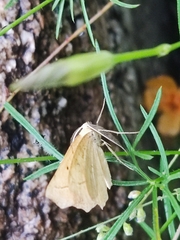 Frederickia s-signata