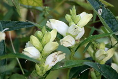 Chelone glabra