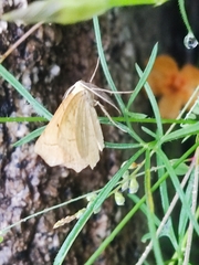 Frederickia s-signata