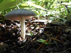 Pluteus salicinus