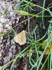 Frederickia s-signata