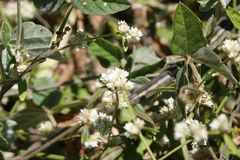 Alternanthera ficoidea