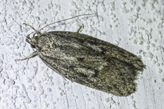 Acantholena